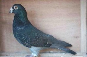 娱乐吃瓜君鸽子